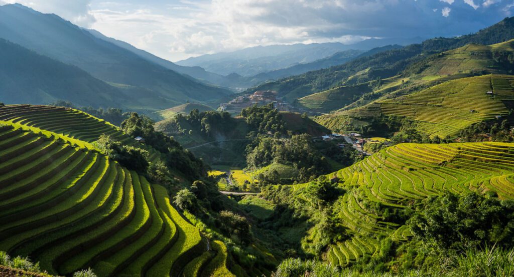 Vietnam harvest season golden rice terraces