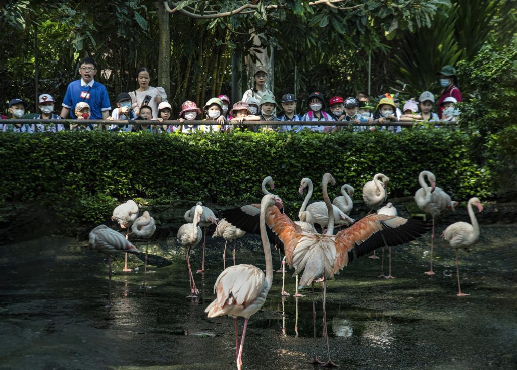 Saigon Zoo comes alive after dark: a new night adventure in Ho Chi Minh City 3 65e83a29d3c3b930bcc2c26a thao cam vien 3 high