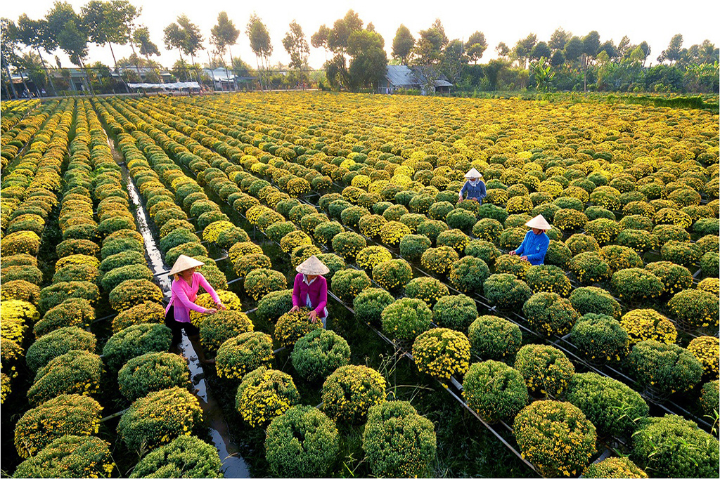 Weaving Threads of Time: Vietnam's Arts and Crafts Villages – A Timeless Treasure Trove for Your Clients 20 hoac cuc 2 1643984094422378217283
