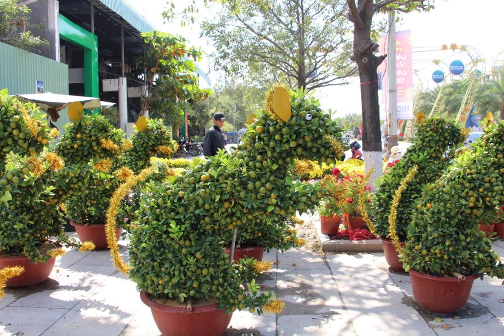 Vietnam’s Bonsai Artistry Blooms with Cultural Splendor 2 Bonsai1