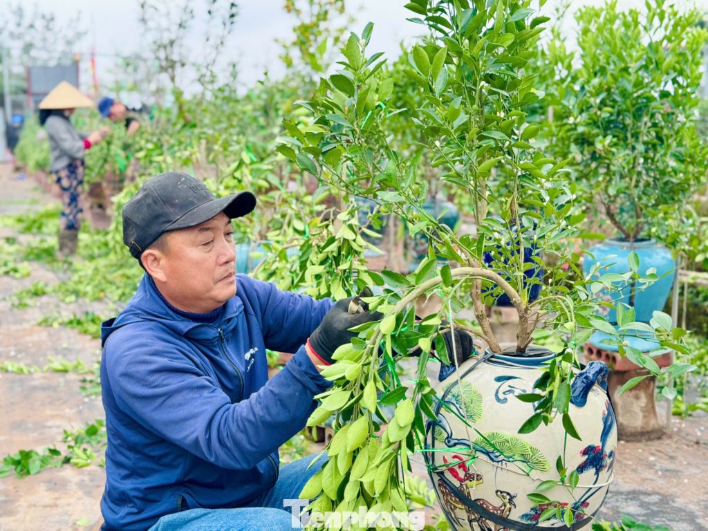 Vietnam’s Bonsai Artistry Blooms with Cultural Splendor 1 image 3