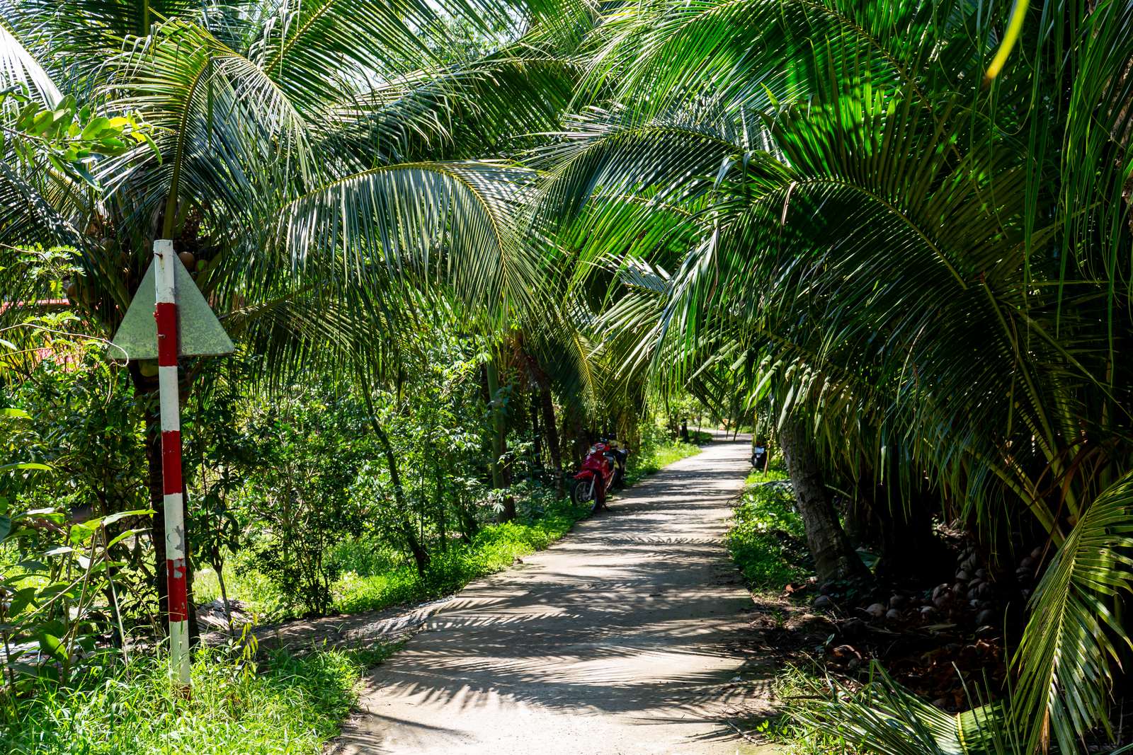 Path through a coconut plantation along the Ben Tre River