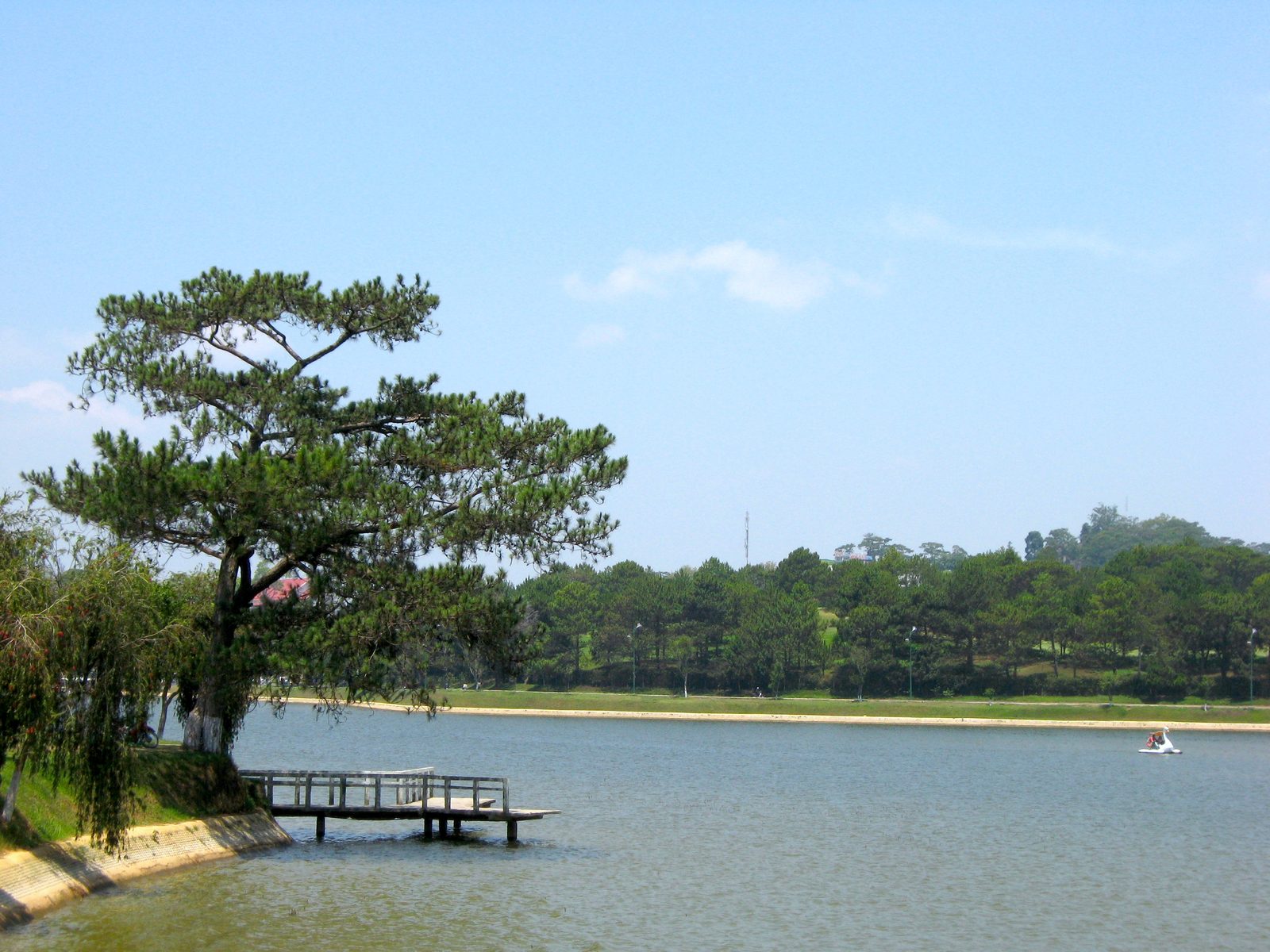 Pine tree and jetty on Xuan Huong Lake in Da Lat